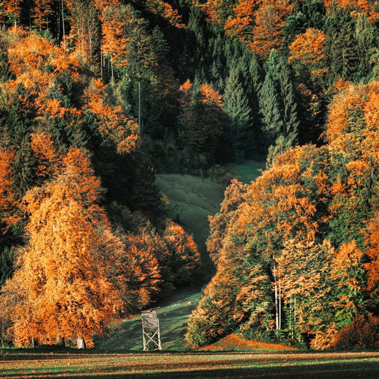 Autumn forest with vibrant orange and green trees surrounding a grassy valley, with a small wooden lookout structure in the foreground.